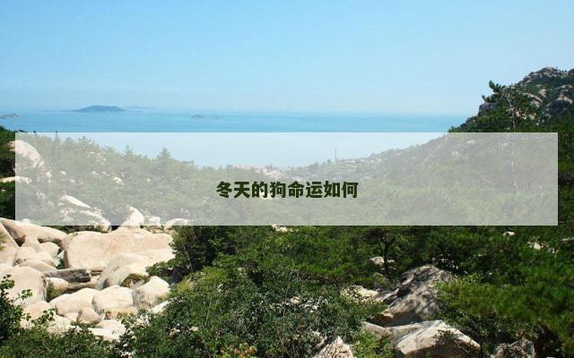 冬天的狗命运如何