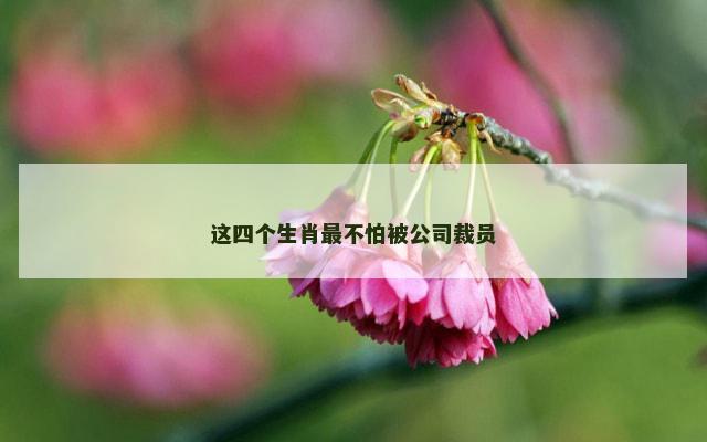 这四个生肖最不怕被公司裁员