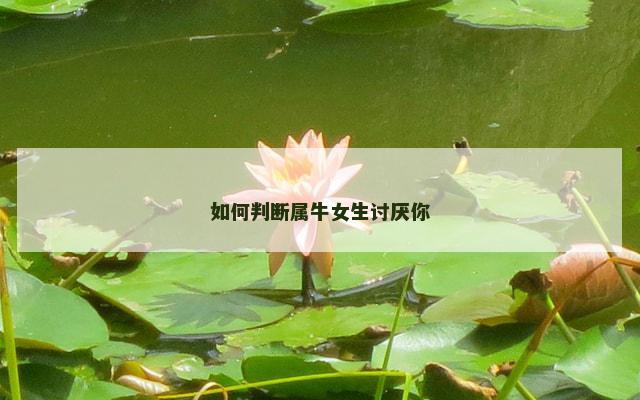 如何判断属牛女生讨厌你