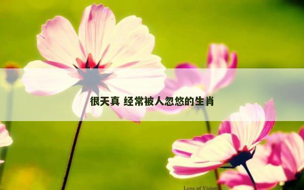 很天真 经常被人忽悠的生肖