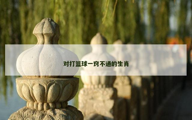对打篮球一窍不通的生肖