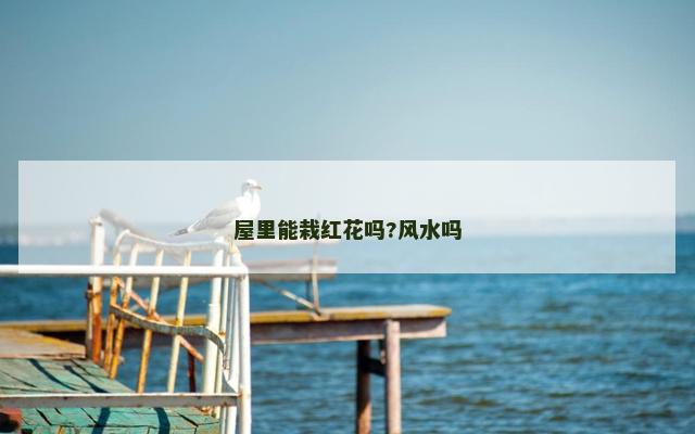 屋里能栽红花吗?风水吗