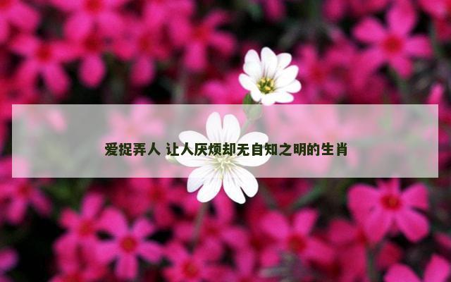 爱捉弄人 让人厌烦却无自知之明的生肖