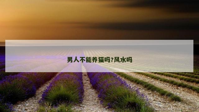 男人不能养猫吗?风水吗