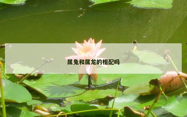 属兔和属龙的相配吗
