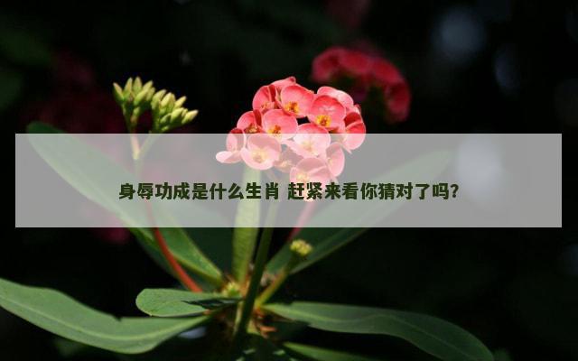身辱功成是什么生肖 赶紧来看你猜对了吗？