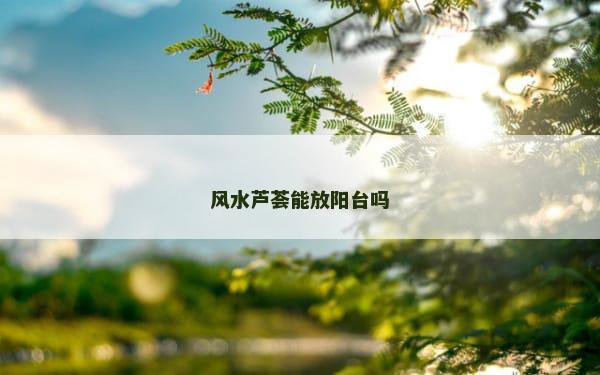 风水芦荟能放阳台吗
