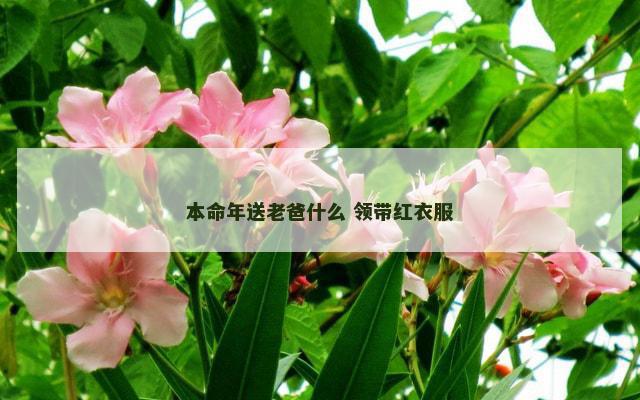 本命年送老爸什么 领带红衣服