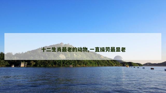 十二生肖最老的动物,一直操劳最显老