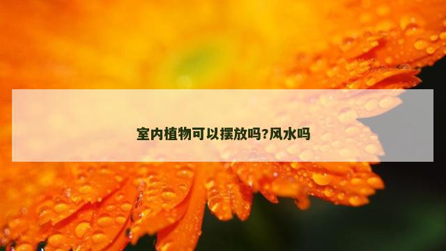 室内植物可以摆放吗?风水吗