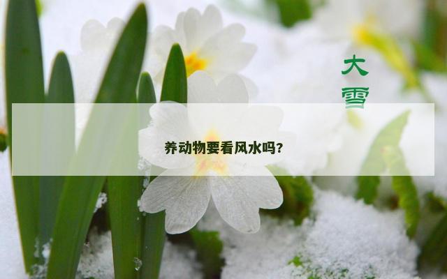 养动物要看风水吗?