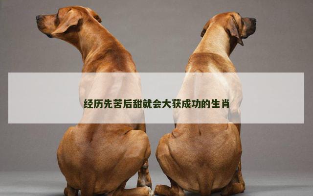 经历先苦后甜就会大获成功的生肖