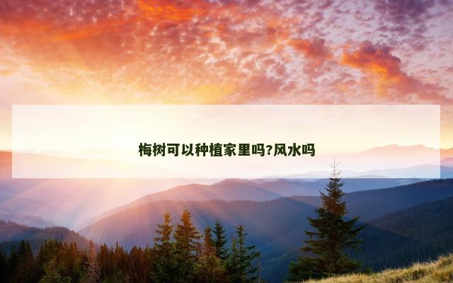 梅树可以种植家里吗?风水吗