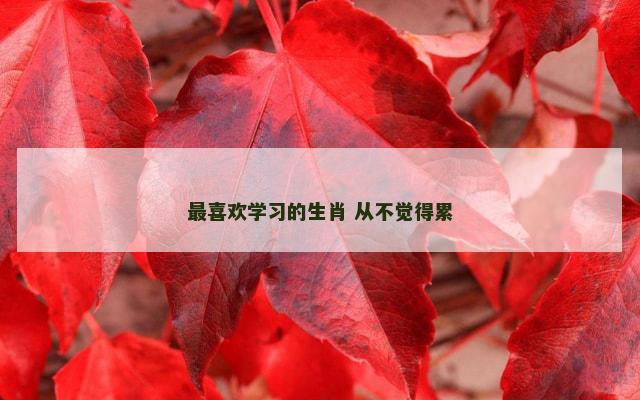 最喜欢学习的生肖 从不觉得累