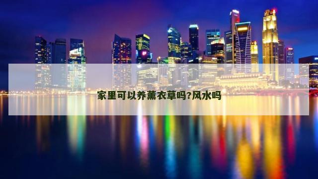 家里可以养薰衣草吗?风水吗