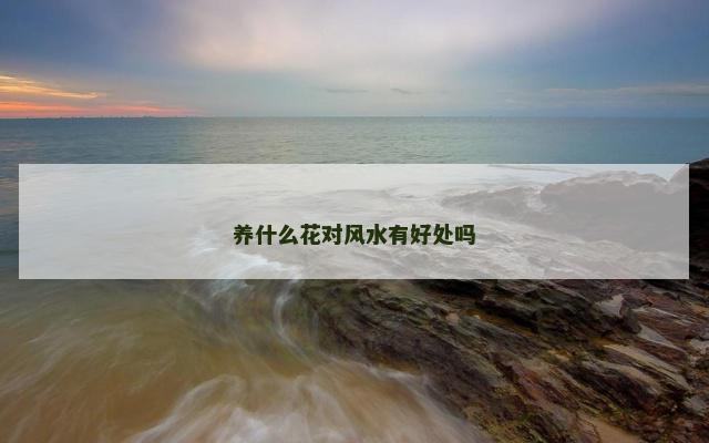 养什么花对风水有好处吗