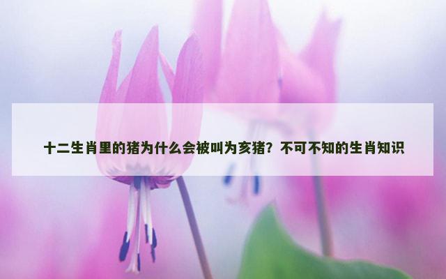 十二生肖里的猪为什么会被叫为亥猪？不可不知的生肖知识