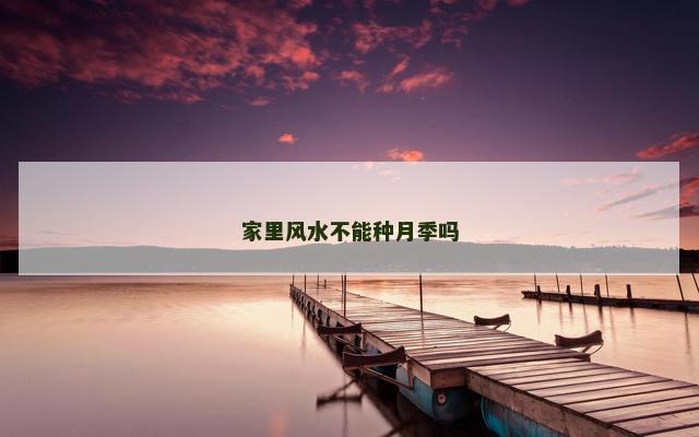 家里风水不能种月季吗
