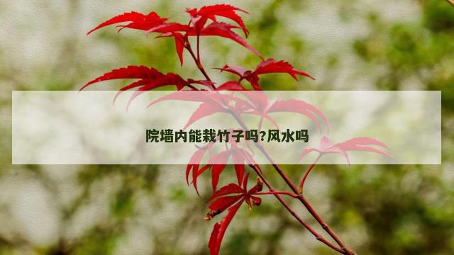 院墙内能栽竹子吗?风水吗