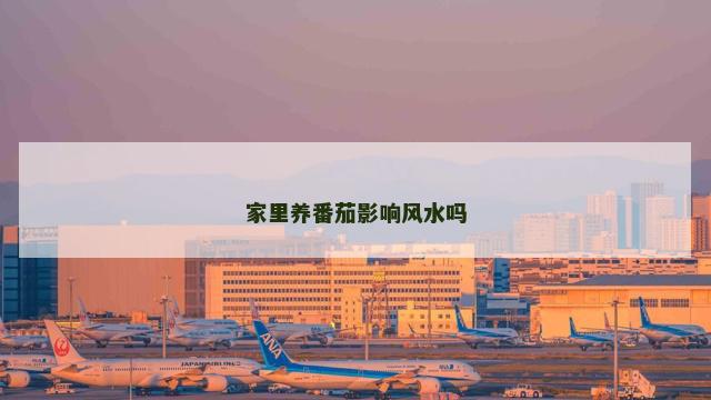 家里养番茄影响风水吗