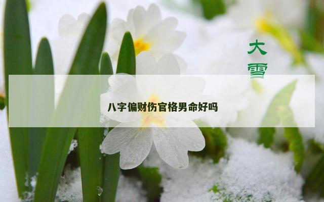 八字偏财伤官格男命好吗