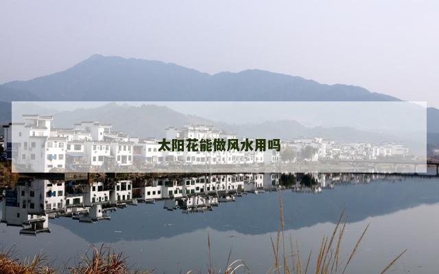 太阳花能做风水用吗
