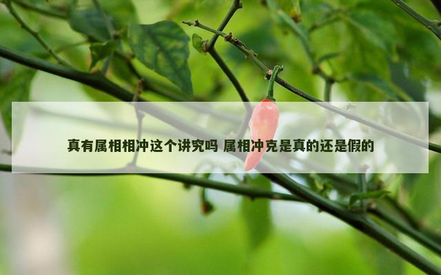真有属相相冲这个讲究吗 属相冲克是真的还是假的
