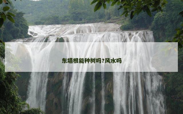 东墙根能种树吗?风水吗