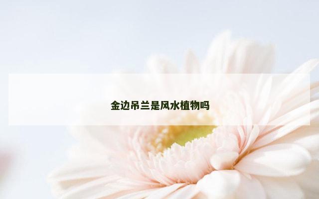 金边吊兰是风水植物吗