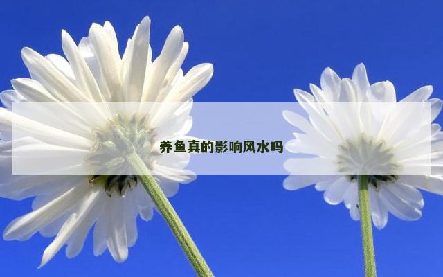 养鱼真的影响风水吗