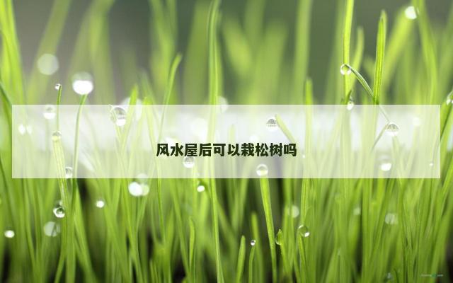 风水屋后可以栽松树吗
