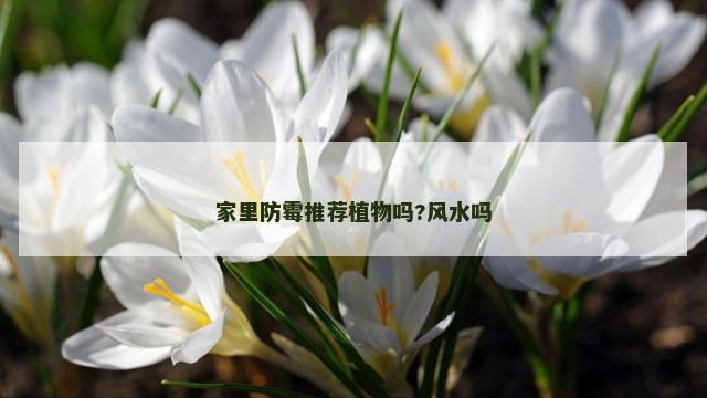 家里防霉推荐植物吗?风水吗