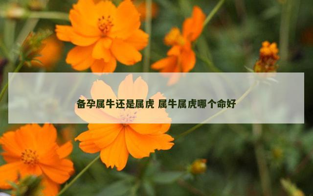 备孕属牛还是属虎 属牛属虎哪个命好