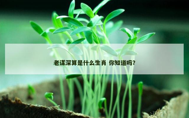 老谋深算是什么生肖 你知道吗？