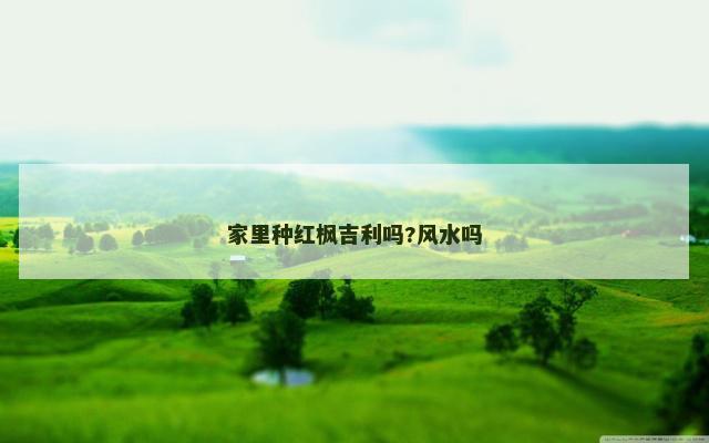 家里种红枫吉利吗?风水吗