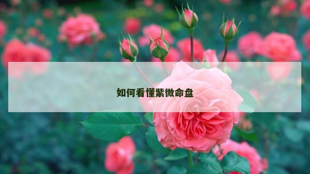 如何看懂紫微命盘