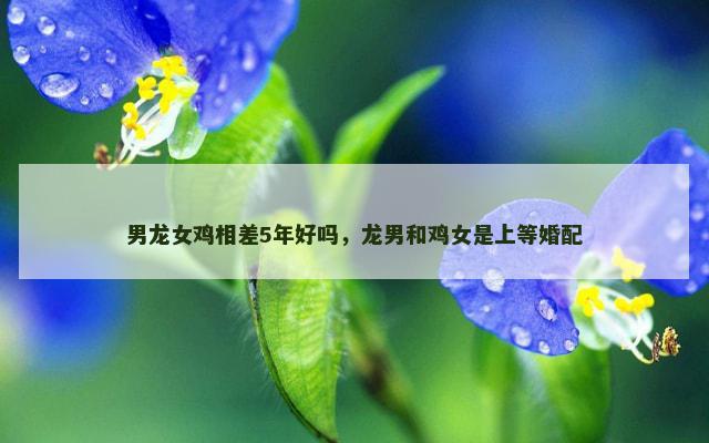 男龙女鸡相差5年好吗，龙男和鸡女是上等婚配