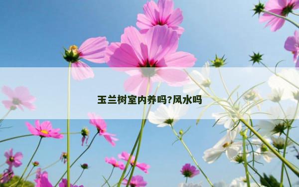 玉兰树室内养吗?风水吗