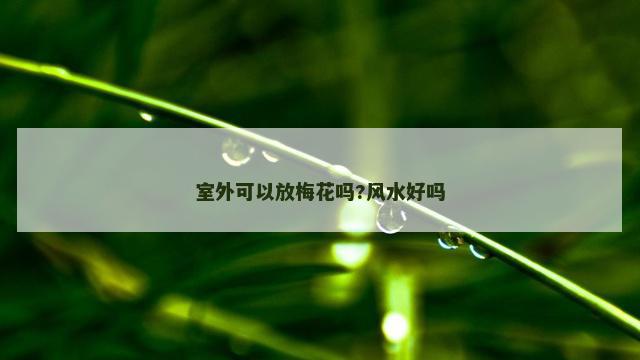 室外可以放梅花吗?风水好吗