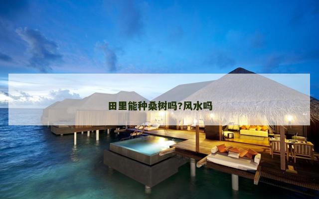 田里能种桑树吗?风水吗