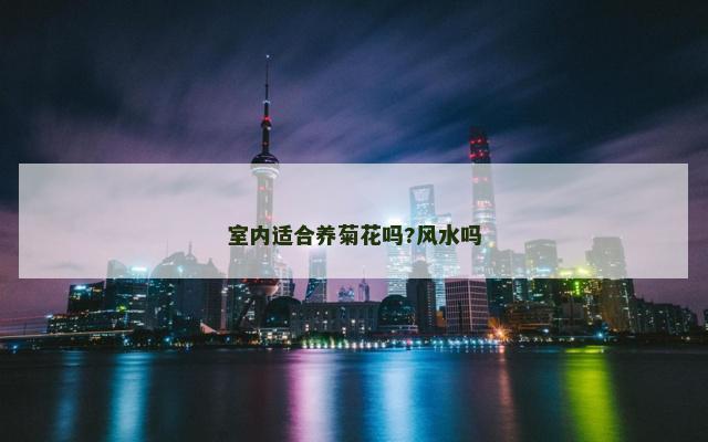 室内适合养菊花吗?风水吗