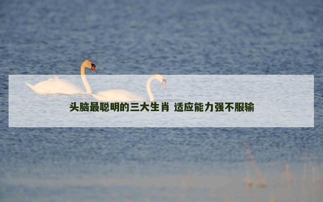 头脑最聪明的三大生肖 适应能力强不服输