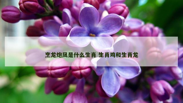 烹龙炮凤是什么生肖 生肖鸡和生肖龙