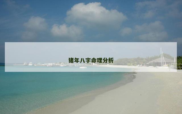 猪年八字命理分析