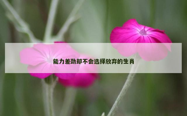 能力差劲却不会选择放弃的生肖