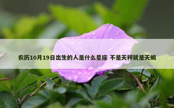 农历10月19日出生的人是什么星座 不是天秤就是天蝎