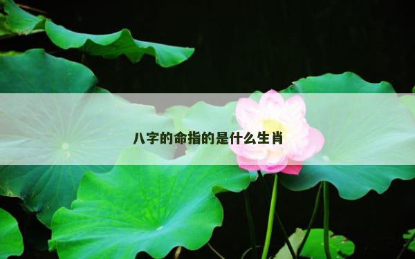 八字的命指的是什么生肖