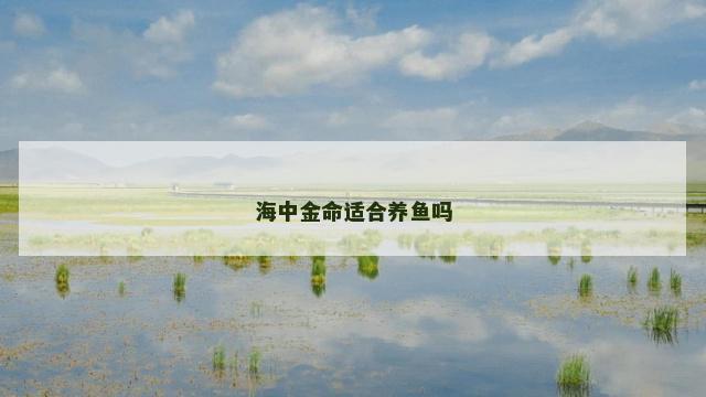 海中金命适合养鱼吗