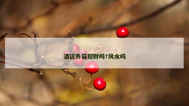酒店养猫招财吗?风水吗