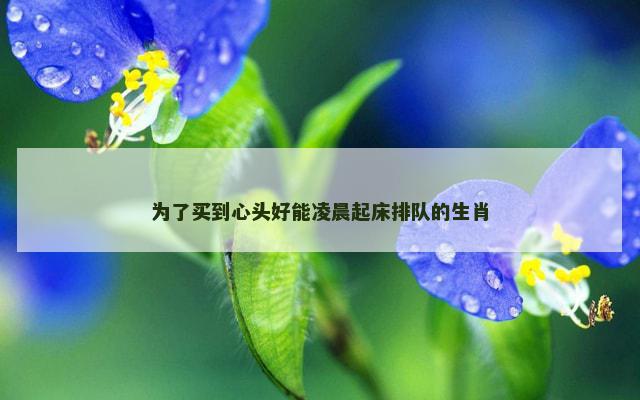 为了买到心头好能凌晨起床排队的生肖